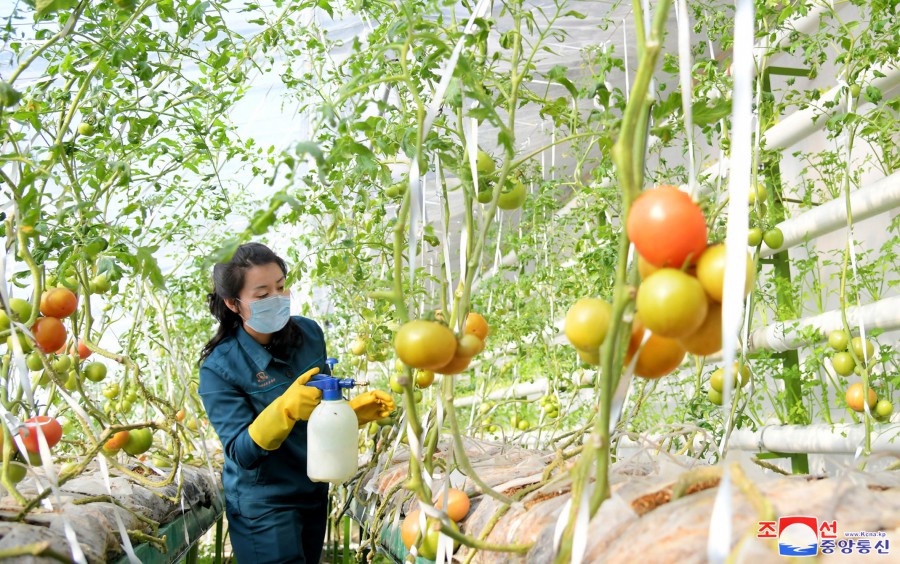 朝鲜女人的工作面貌(1)