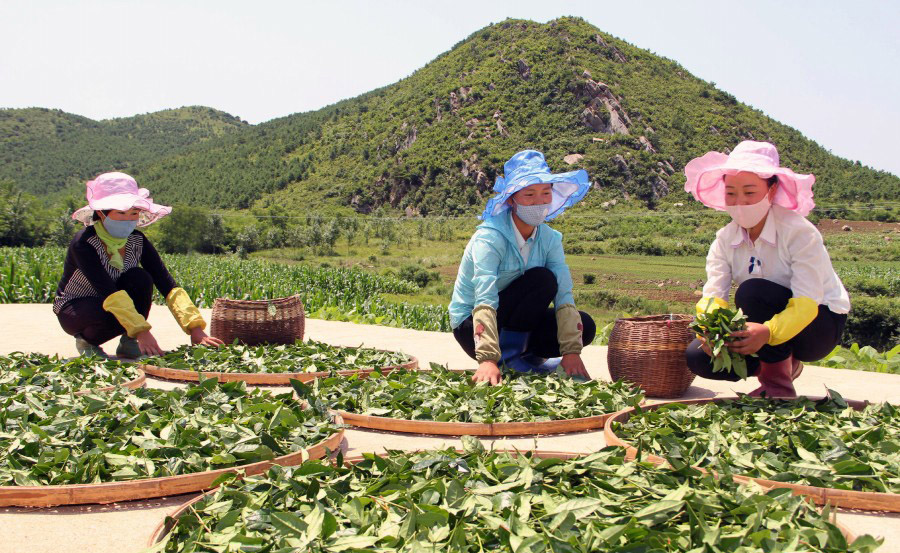 朝鲜女人的工作面貌(1)