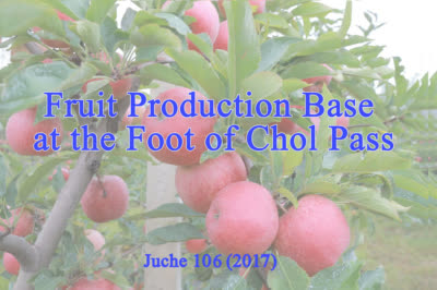 Fruit Production Base at the Foot of Chol Pass