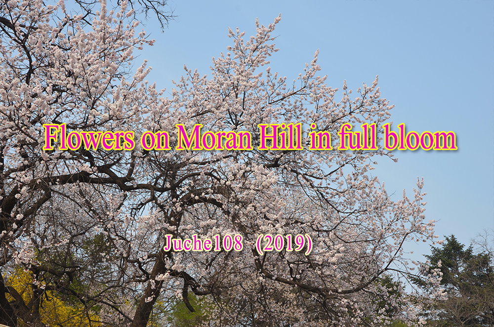 Flowers on Moran Hill in full bloom