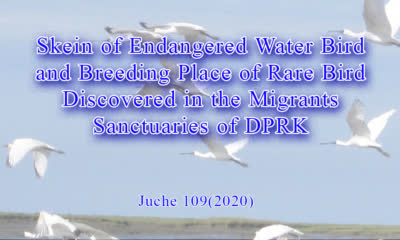 Skein of Endangered Water Bird and Breeding Place of Rare Bird Discovered in the Migrants Sanctuaries of DPRK