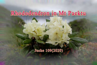 Rhododendron in Mt Paektu