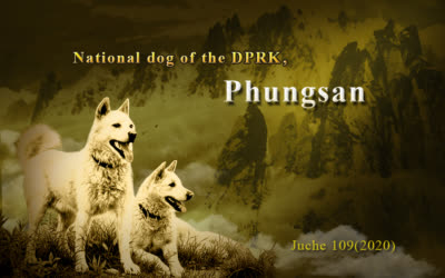 National dog of the DPRK, Phungsan