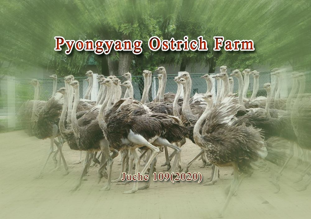 Pyongyang Ostrich Farm