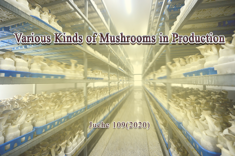 Various Kinds of Mushrooms in Production