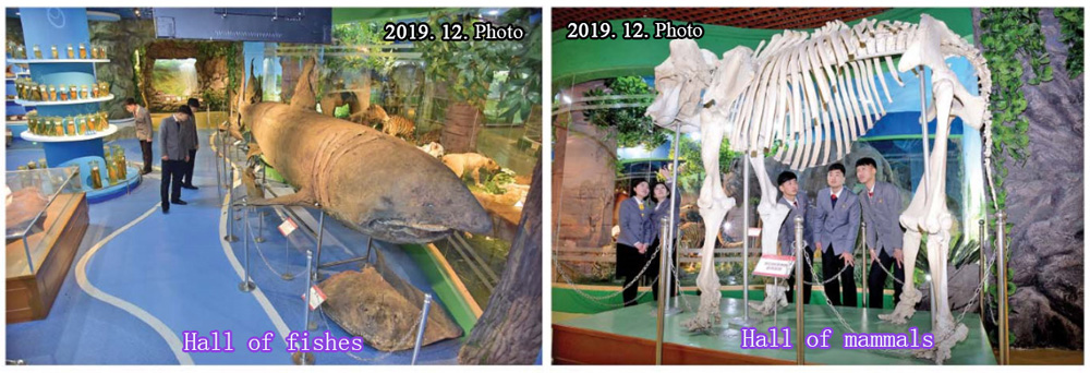 Natural History Museum at Kim Il Sung University
