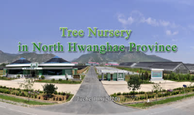 Tree Nursery in North Hwanghae Province