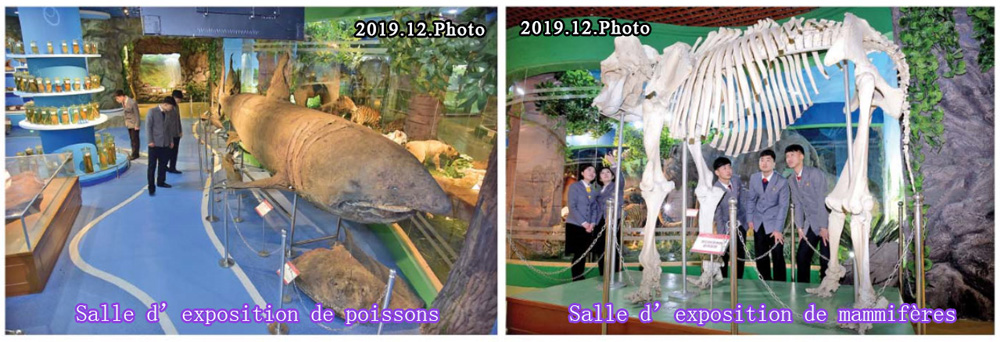 Le musée d’Histoire naturelle de l’universitéKim Il Sung