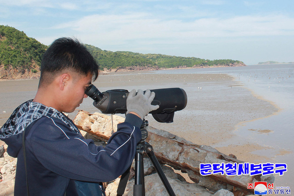 조선의 철새보호구들에서 멸종위기종의 새무리와 희귀종의 새번식지 발견