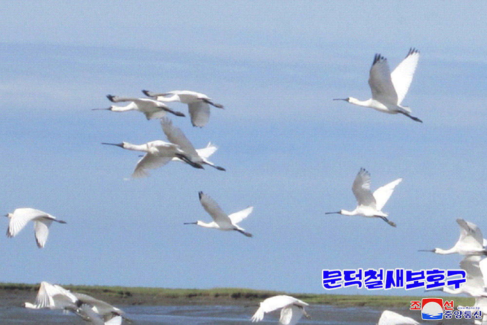 조선의 철새보호구들에서 멸종위기종의 새무리와 희귀종의 새번식지 발견