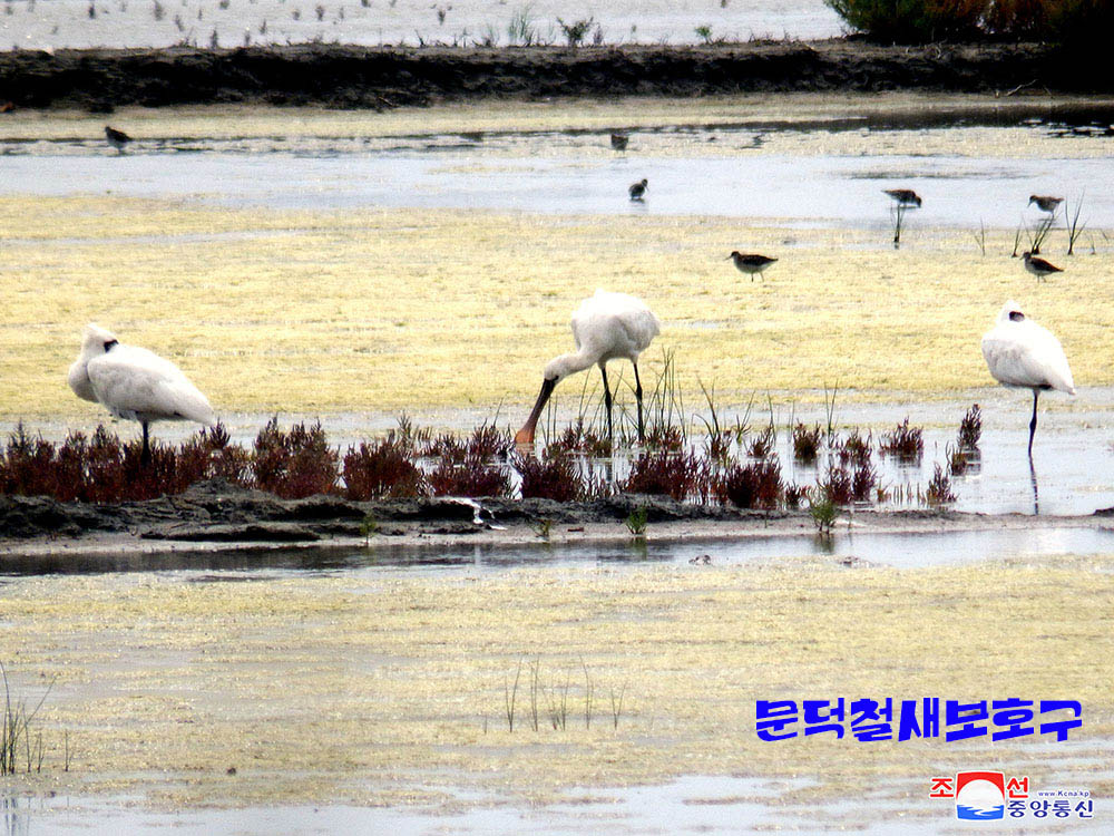 조선의 철새보호구들에서 멸종위기종의 새무리와 희귀종의 새번식지 발견