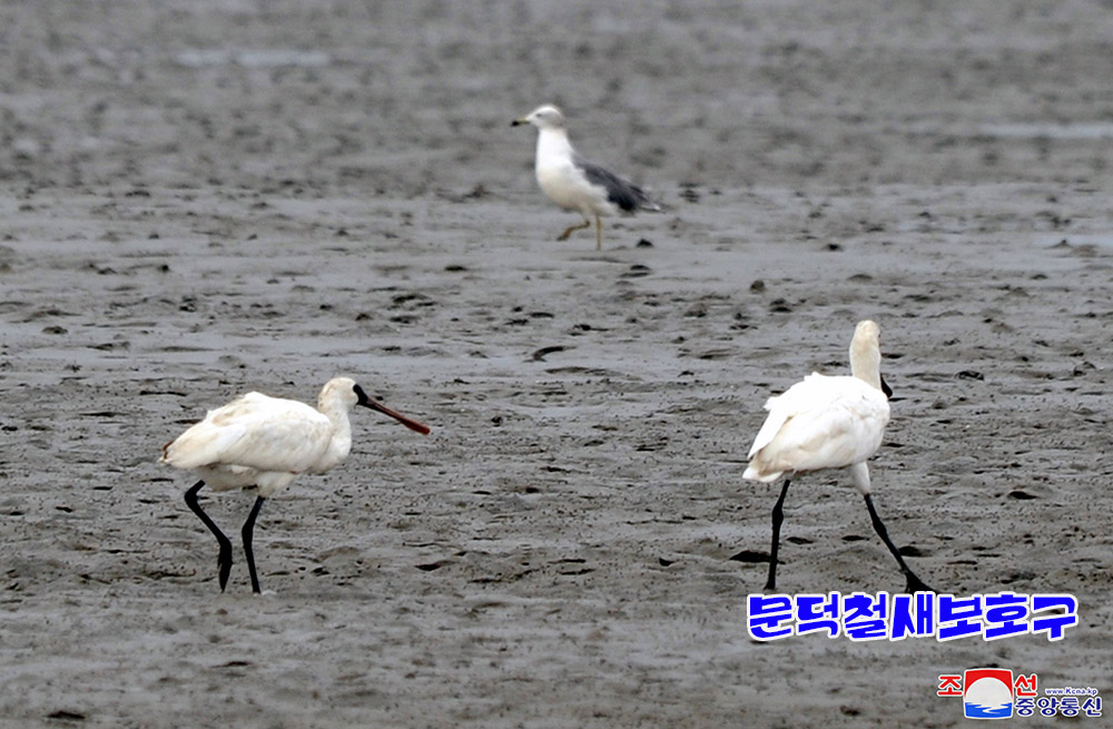 조선의 철새보호구들에서 멸종위기종의 새무리와 희귀종의 새번식지 발견