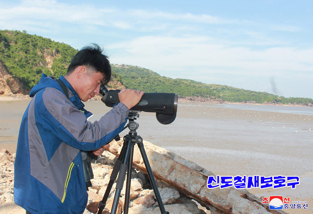 조선의 철새보호구들에서 멸종위기종의 새무리와 희귀종의 새번식지 발견