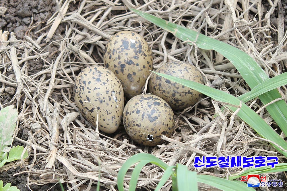 조선의 철새보호구들에서 멸종위기종의 새무리와 희귀종의 새번식지 발견