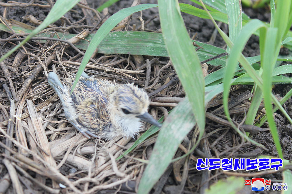 조선의 철새보호구들에서 멸종위기종의 새무리와 희귀종의 새번식지 발견