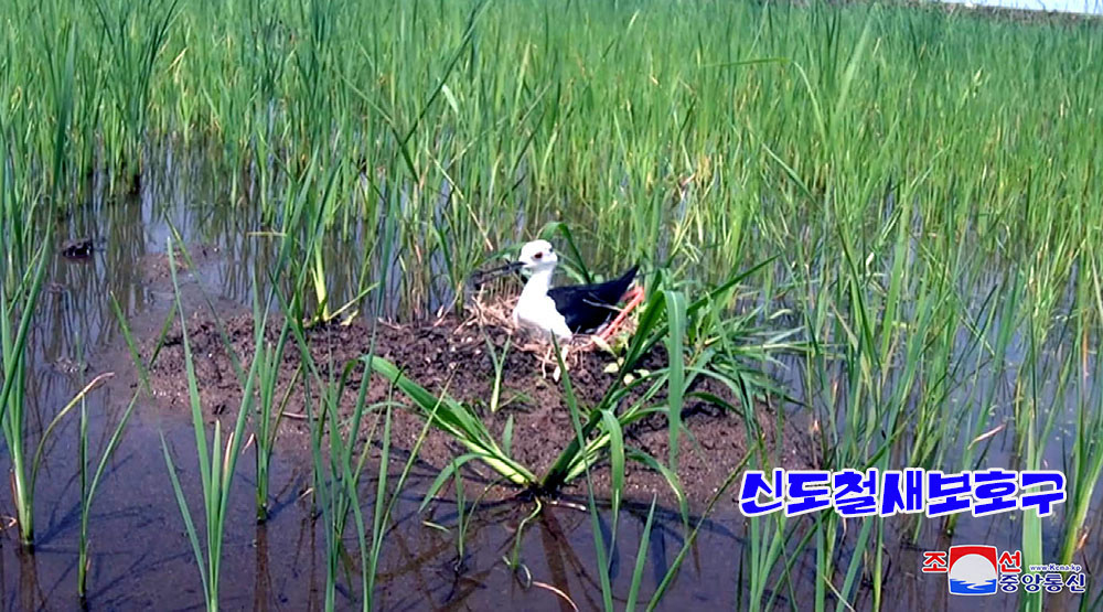 조선의 철새보호구들에서 멸종위기종의 새무리와 희귀종의 새번식지 발견