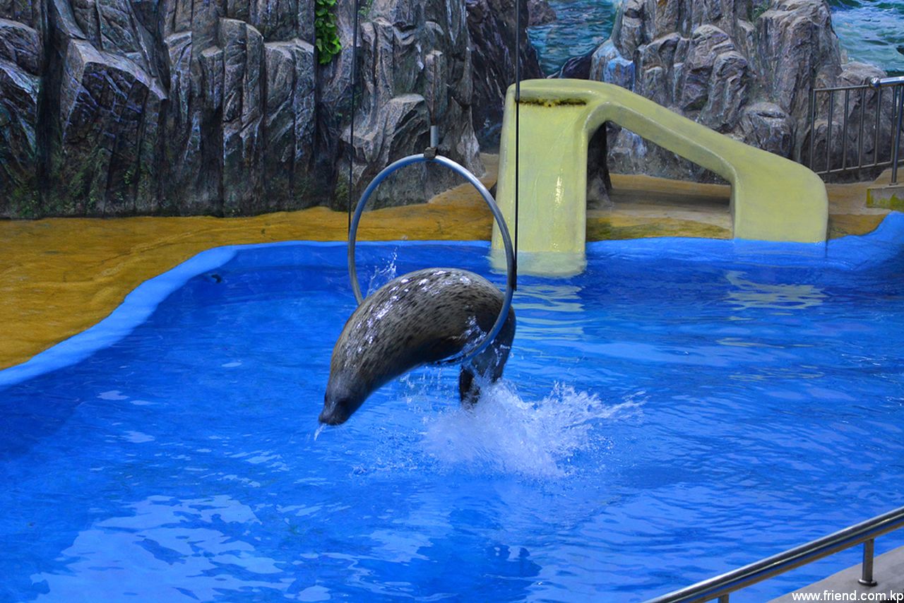 Salon des talents des animaux