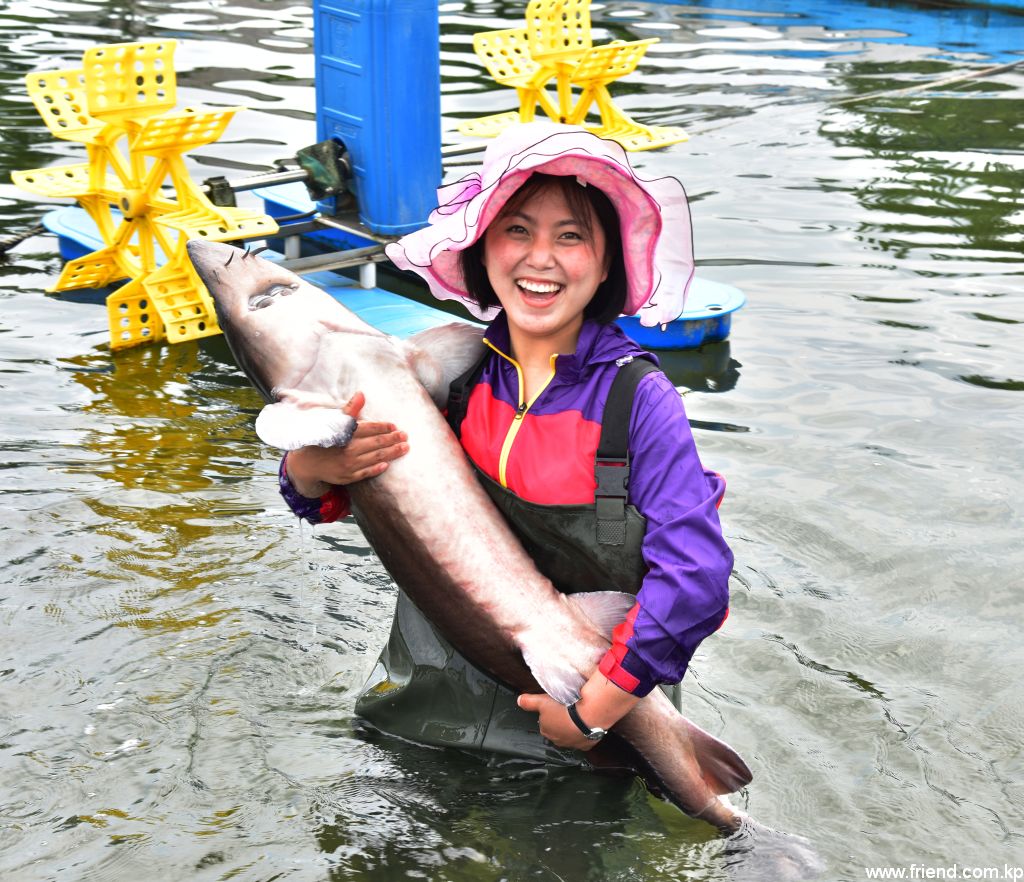 Au bassin piscicole de Ryongjong