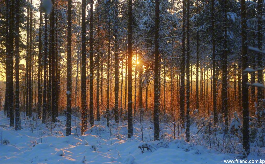 Le rose du ciel de la forêt vierge