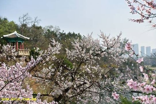 4월의 뜻깊은 봄계절을 맞는 평양의 모습
