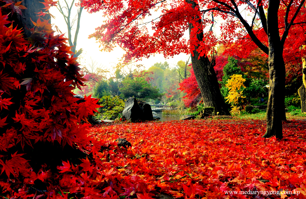 Paysage de la colline Moran en automne