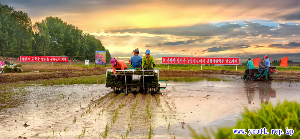 모내기성과 날로 확대