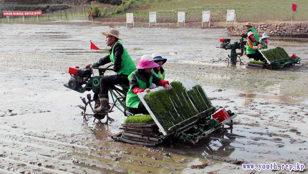 모내기성과 날로 확대