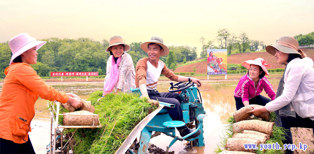 모내기성과 날로 확대