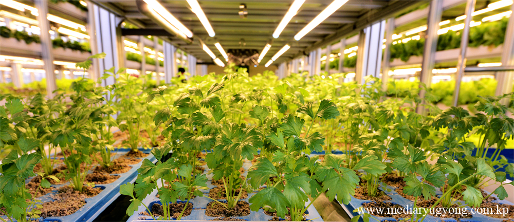 강동종합온실농장