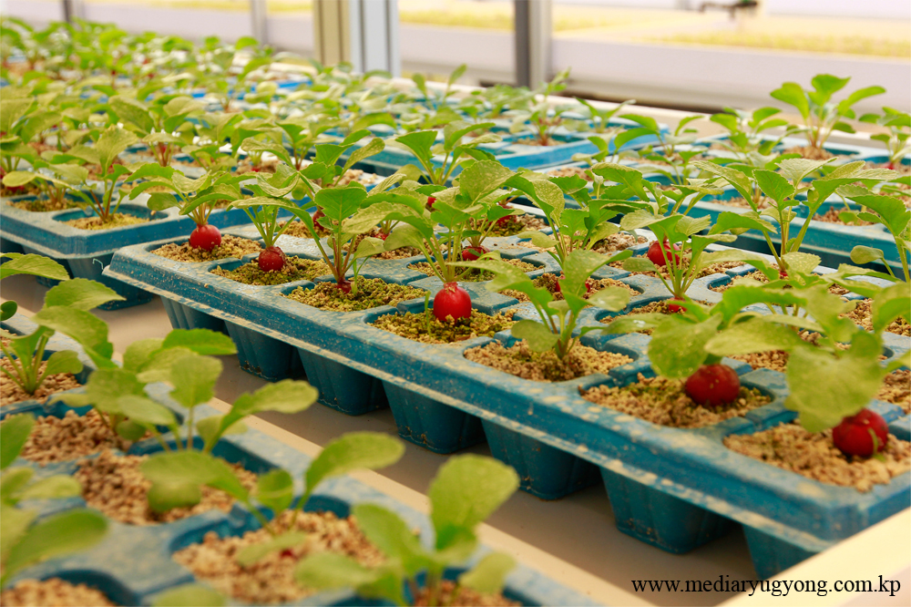 강동종합온실농장