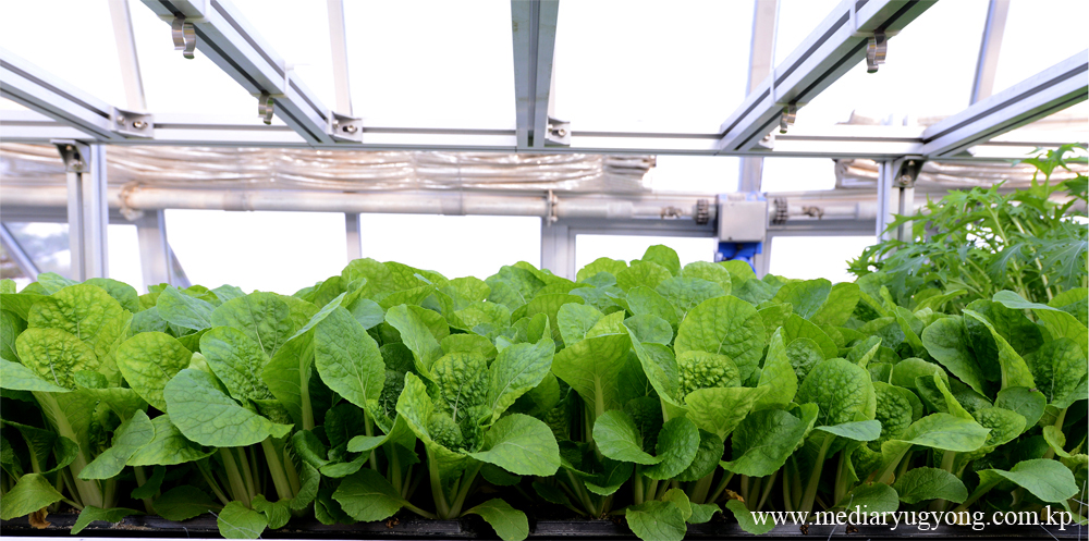 강동종합온실농장