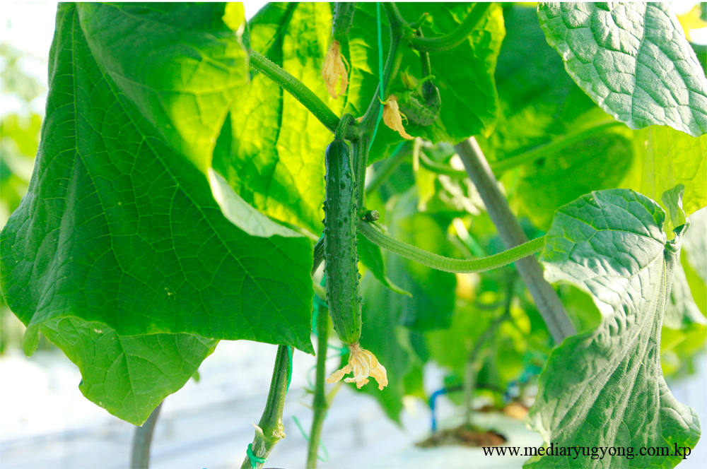 강동종합온실농장