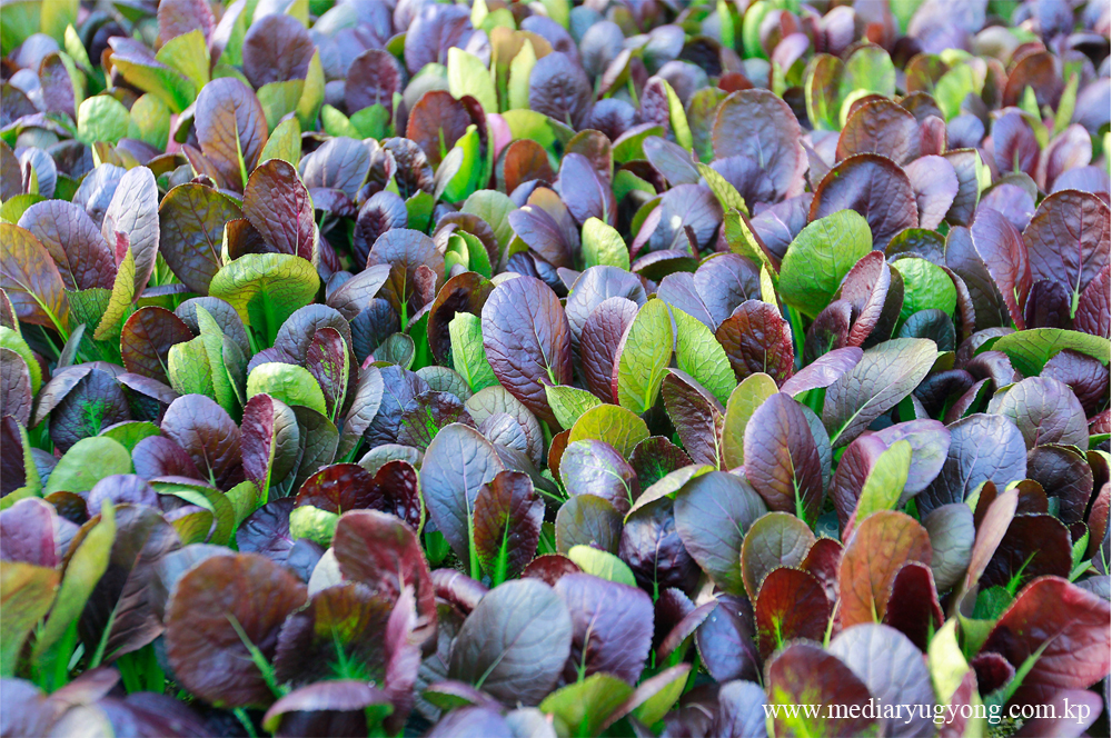 강동종합온실농장