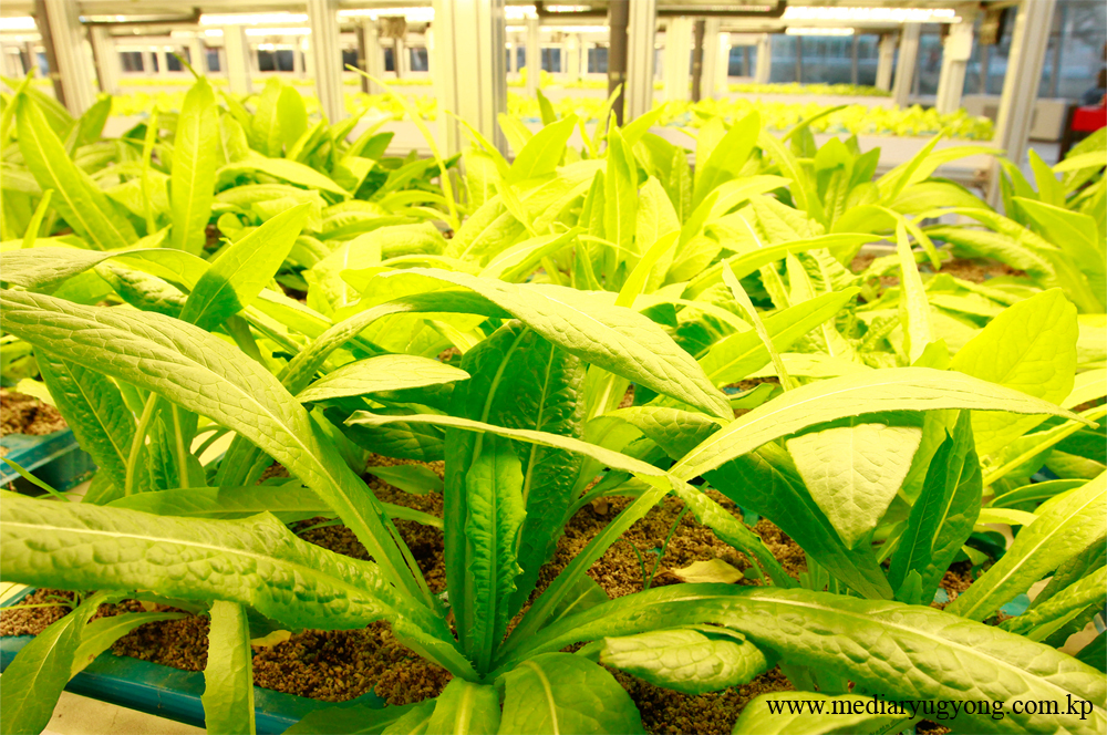 강동종합온실농장