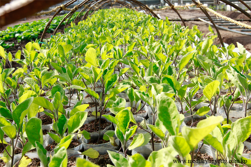 강동종합온실농장