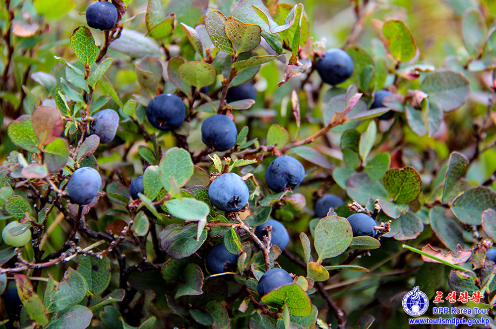 백두산의 대자연