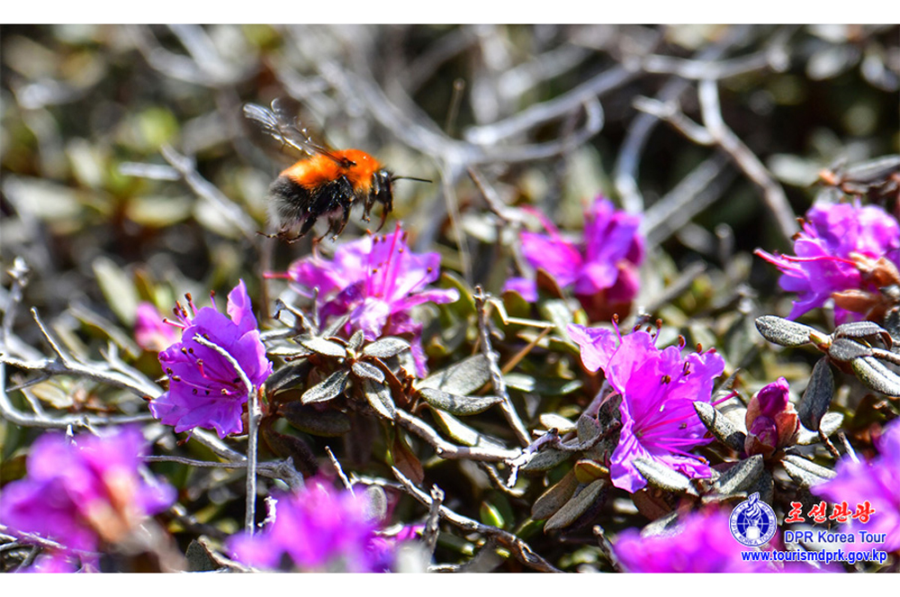백두산의 대자연