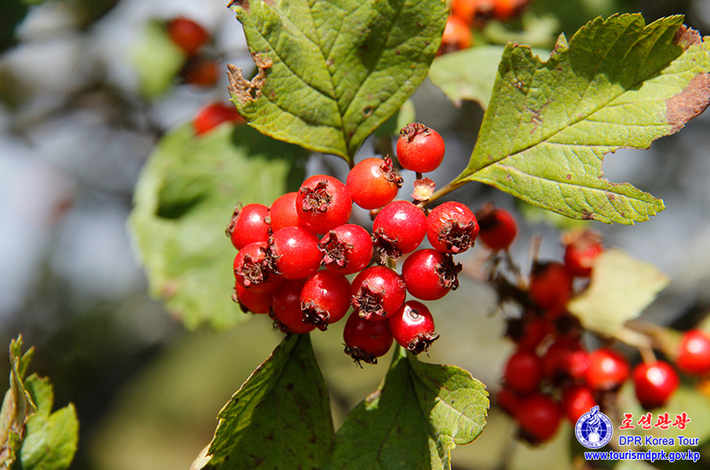 백두산의 대자연
