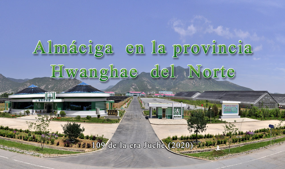 Almáciga en la provincia Hwanghae del Norte