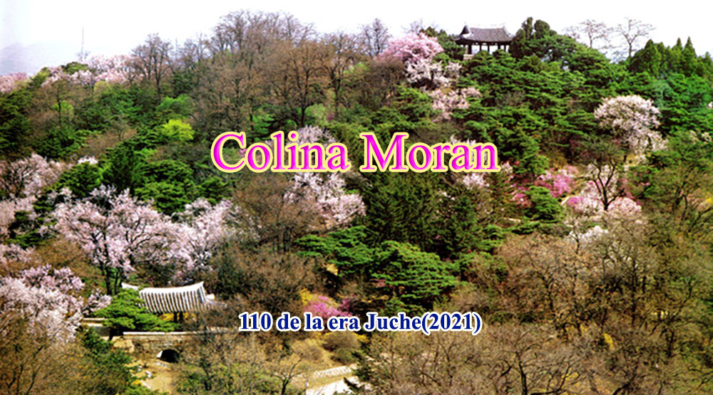 Colina Moran