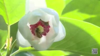 Magnolia, national flower of the DPRK